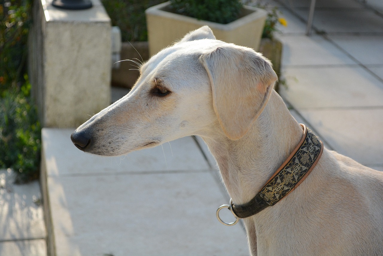 The Gentle Nature of the Saluki